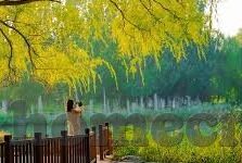 足球比分相同-足球比分相同，偶然中的必然，竞技场上的别 Pert ​​树下风景